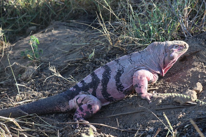 Foto publicada por el Parque Nacional Galápagos de una iguana rosada de Galápagos Conolophus marthae, en el volcán Wolf en la isla Isabela en el archipiélago de Galápagos, Ecuador el 6 de agosto de 2021. Los expertos han estimado la población de iguanas terrestres rosadas endémicas de las Islas Galápagos en 211 individuos. &nbsp;