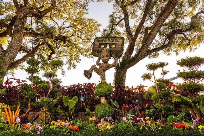 Groot debuta este año en el Festival Internacional de Flores y Jardines de EPCOT como uno de los más de 70 topiarios que se han podado a la perfección para el evento.  