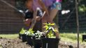 Dos cultivadores de marihuana espacian plantas para consumo recreativo en Homestead Farms and Ranch en Clifton Park, Nueva York, el viernes 3 de junio de 2022. 