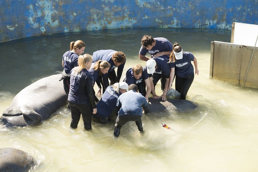 Empleados del Seaquarium de Miami preparándose para liberar en el océano a un manatí rescatado. (ÁLVARO MATA)