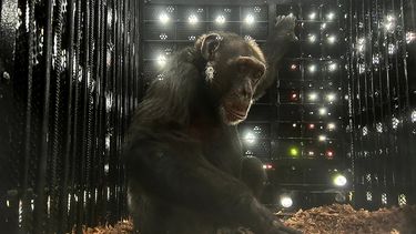 El chimpancé Yoko es visto en su jaula a bordo de un avión de la Fuerza Aérea Colombiana durante su traslado a Brasil en Bogotá el 23 de marzo de 2025.