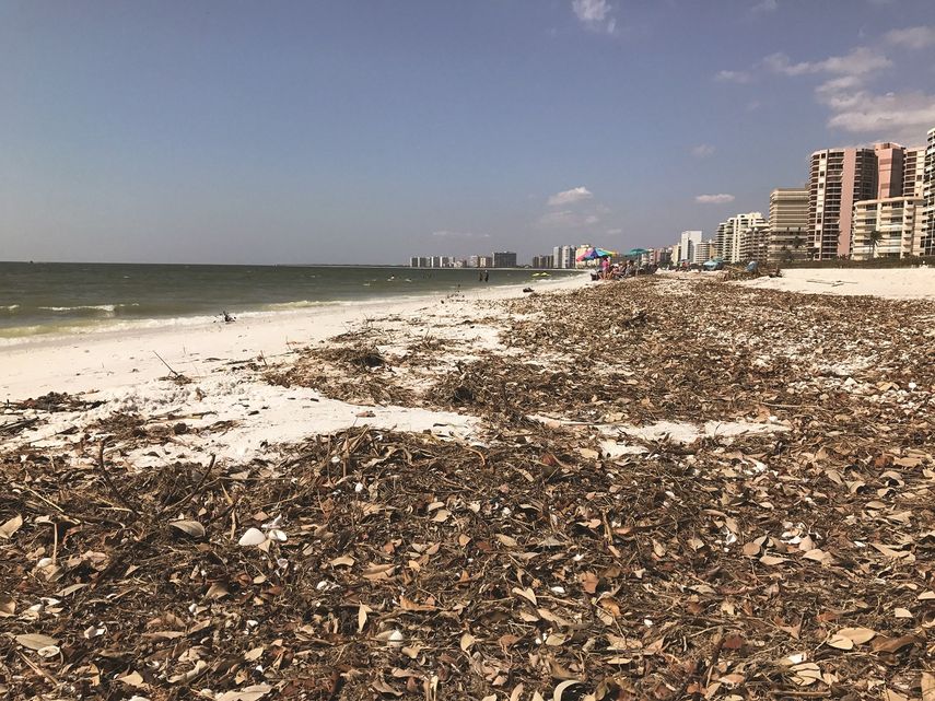 Las playas de Marco Island seguían mostrando un estado deplorable, con rastros de algas y objetos traídos por la marejada del poderoso huracán Irma. 