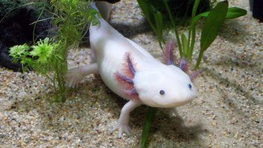 El achoque pertenece al género Ambystoma, estudiado por la ciencia debido a su extraordinaria capacidad para regenerar extremidades mutiladas y porciones de órganos como el cerebro y el corazón.