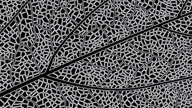 Enlaces encontrados a nivel atómico entre la fotosíntesis y los condensados de excitón, un extraño estado de la física que permite que la energía fluya sin fricción a través de un material.