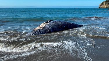 Esta foto del 8 de abril del 2021 proveída por el Centro de Mamíferos Marinos muestra a una ballena hembra adulta muerta en Muir Beach, en la Bahia de San Francisco.&nbsp;