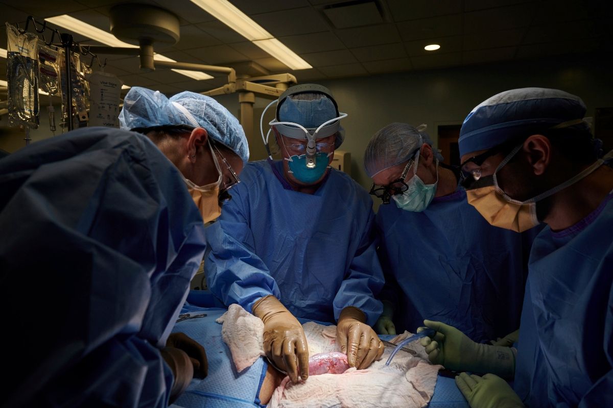 En esta fotografía de septiembre de 2021, facilitada por el centro médico Langone Health, de la Universidad de Nueva York, un equipo quirúrgico examina un riñón de cerdo unido al cuerpo de una donadora fallecida para examinar la reacción de rechazo. En esta fotografía de septiembre de 2021, facilitada por el centro médico Langone Health, de la Universidad de Nueva York, un equipo quirúrgico examina un riñón de cerdo unido al cuerpo de una donadora fallecida para examinar la reacción de rechazo.