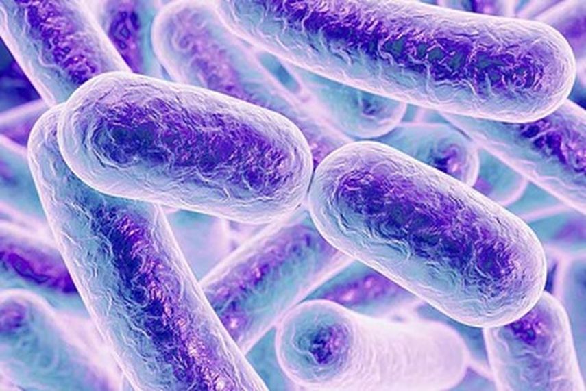 Bacterias presentes en el intestino humano
