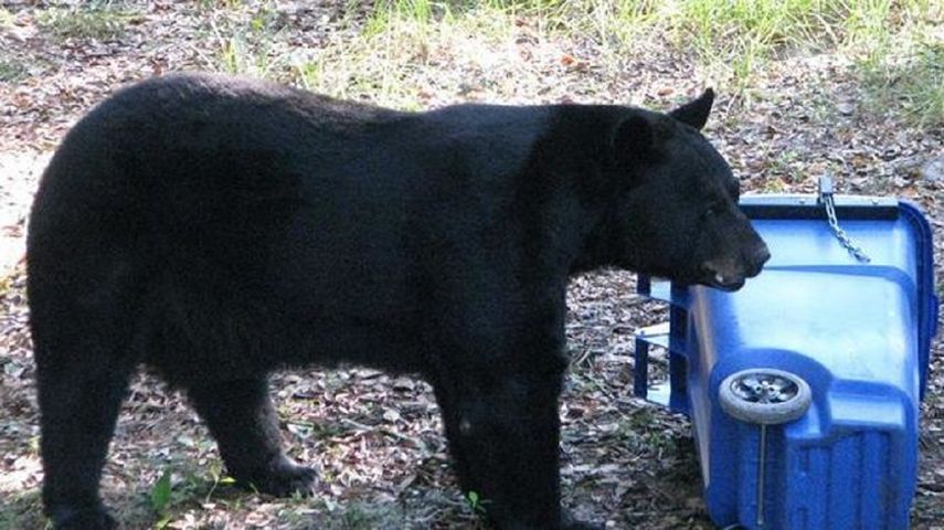 Un oso negro que deambulaba solitario por una calle de la ciudad de Fort Myers (costa oeste de Florida) fue capturado&nbsp;sin percances.&nbsp;