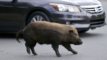 Un cerdo vietnamita cruza una calle en la comunidad de Cantera, en Puerto Rico, el 11 de diciembre del 2020. Los animales se han reproducido a una tasa tal que la isla declaró una emergencia el año pasado para que las autoridades puedan iniciar su erradicación.