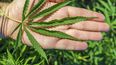 La planta Cannabis, conocida como marihuana&nbsp;