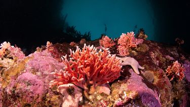 Una imagen publicada el 6 de junio de 2024 por Rewilding Chile muestra hidrocorales rojos en la Reserva Marina Nacional Kawesqar de Chile en Magallanes, Chile, el 28 de agosto de 2023. El hallazgo de uno de los ecosistemas con mayor biodiversidad de la Tierra, según la Unión Internacional para la Conservación de la Naturaleza, y que existe en sólo el 0,1% del fondo marino, proporciona nuevos conocimientos sobre los ecosistemas marinos de la Patagonia.