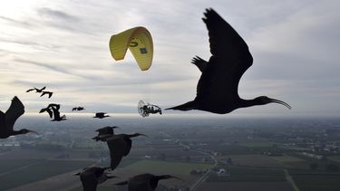 Esta foto proporcionada por el Waldrappteam Conservation & Research muestra la migración del ibis calvo septentrional, o el Waldrapp, apoyada por humanos que actúan como padres adoptivos de estas aves y que, a bordo de una avioneta ultraligera, les alientan a través de un megáfono mientras vuelan desde Seekirchen am Wallersee, en Austria, hasta Oasi Laguna di Orbetello, en Italia, durante agosto y septiembre de 2022. 