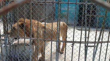 Los animales en zoológicos cubanos son cadáveres andantes