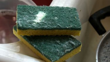 Esponja de cocina.
