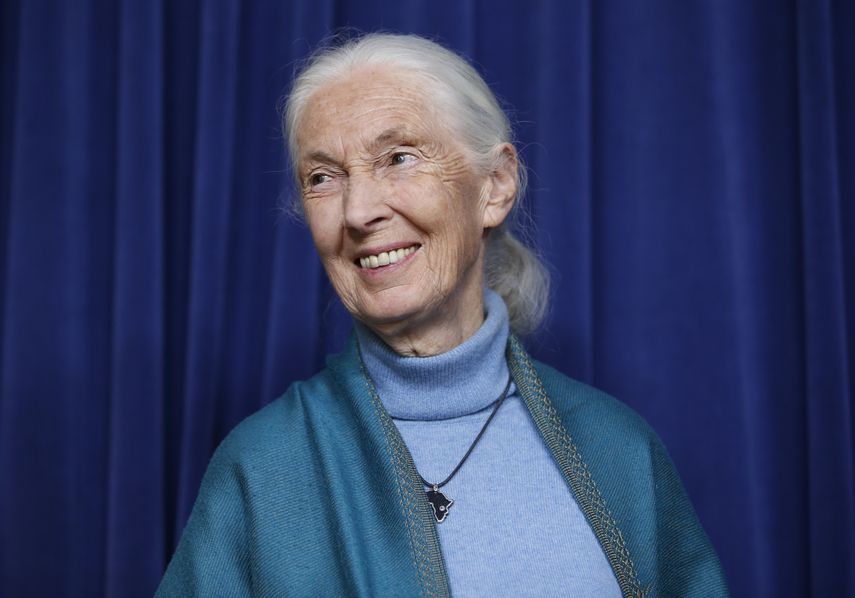 Foto tomada el 3 de abril del 2019 en Los Angeles de la primatóloga Jane Goodall.&nbsp;