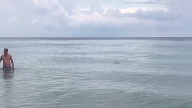 Varias aletas fueron vistas al mismo tiempo en un video captado por uno de los bañistas en Hollywood.