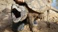 Un ejemplar macho de tortuga caimán abre el hocico después de ser capturado por el Turtle Survival Alliance-North American Freshwater Turtle Research Group.