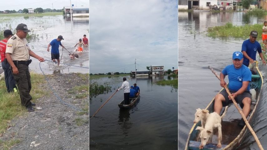 Combinación de imágenes publicadas en la Cuenta Oficial de la Policía Nacional del Ecuador en Twitter del rescate de personas y animales de zonas inundadas por las lluvias en el año 2019. (ARCHIVO)