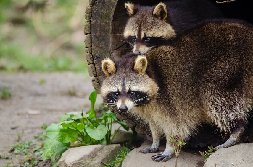 La autoridad de Salud realiza exámenes periódicos en animales relacionados con el hábitat silvestre.