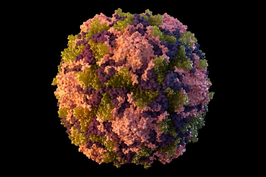 La ilustración provista por los Centros para el Control y la Prevención de Enfermedades de Estados Unidos (CDC, por sus siglas en inglés), representa una partícula del virus de polio.&nbsp;
