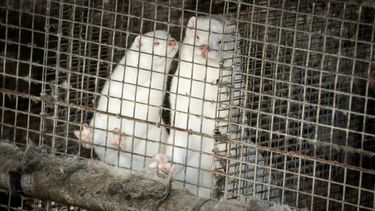 ARCHIVO - Esta fotografía de archivo del viernes 9 de octubre de 2020 muestra a visones en un criadero en Gjoel, Dinamarca.&nbsp;