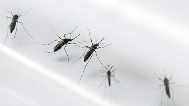 La erradicación de los criaderos del mosquito Aedes Aegypti y evitas sus picaduras son las medidas más efectivas ante el incremento de los casos de zika (ARCHIVO)