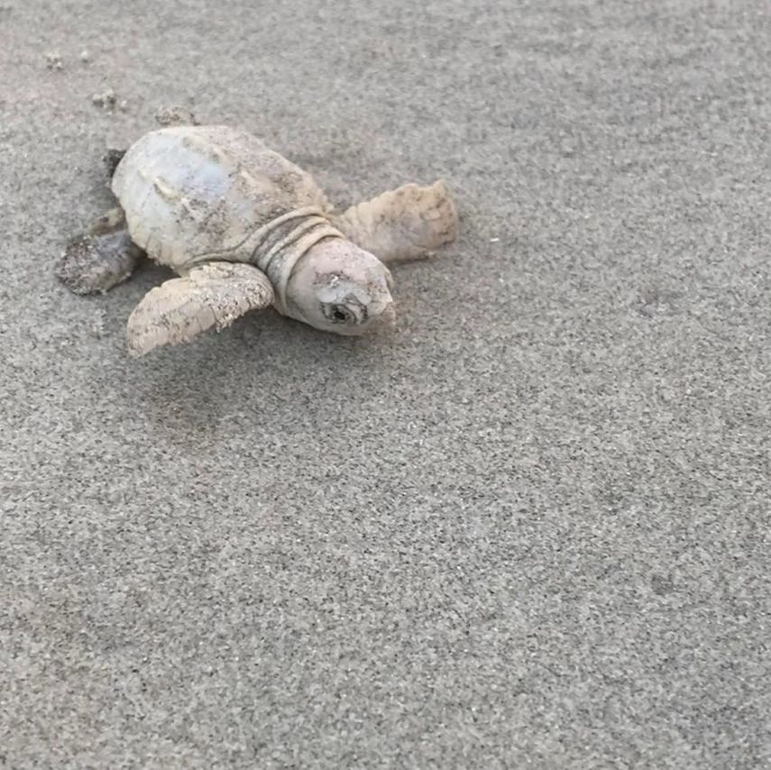 Las imágenes muestran a una pequeña tortuga de color blanco.