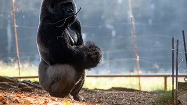 Un gorila oriental de las tierras bajas en su hábitat del Zoológico de Atlanta.&nbsp;