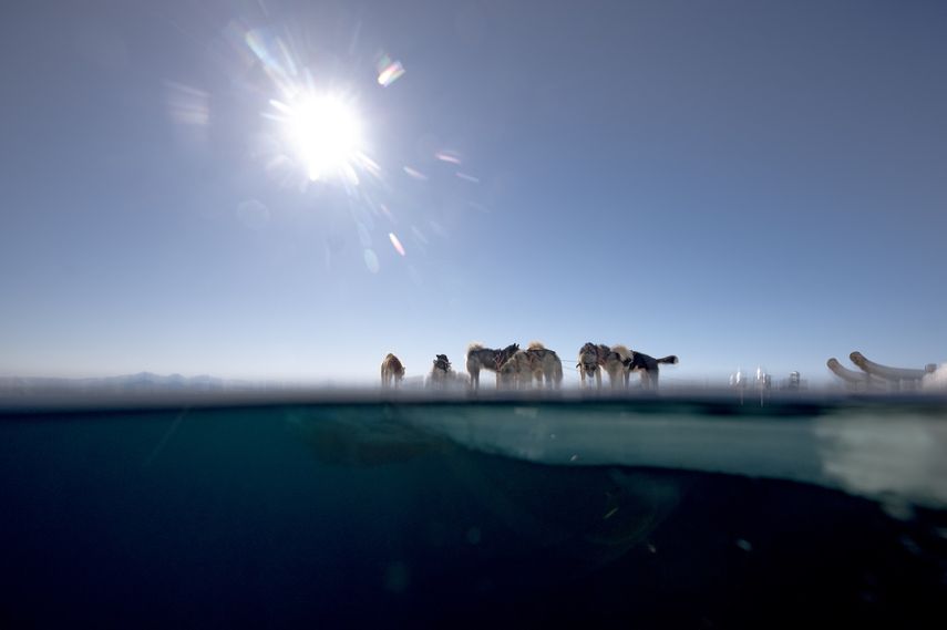 Estas imágenes muestran perros de trineo descansando cerca del borde del hielo marino durante una sesión de caza de focas el 28 de abril de 2024 en Ittoqqortoormiit, Groenlandia Oriental.&nbsp;