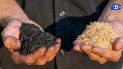 crean la primera fabrica de carbon ecologico para evitar la tala de arboles crean la primera fabrica de carbon ecologico para evitar la tala de arboles