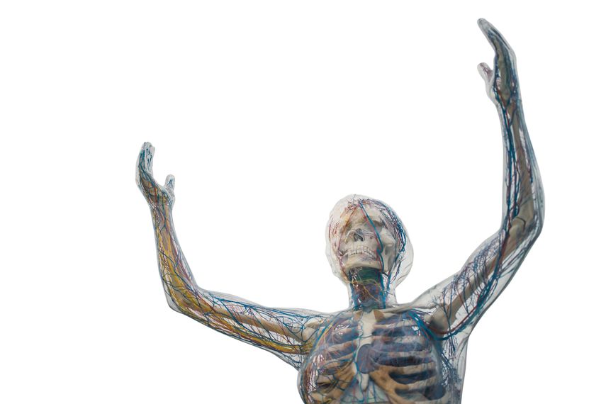 Representaci&oacute;n del extenso sistema nervioso en parte del cuerpo humano.