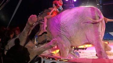 Un espectador sufrió un pequeño rasguño en la pierna, dijo&nbsp;Frank&nbsp;Keller, encargado del bienestar de los animales del Circo Krone.