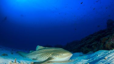 500 crias de tiburones cebra seran liberadas y devueltas a la naturaleza