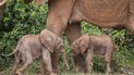 Esta foto tomada por Save the Elephants el 17 de enero de 2022 y distribuida el 20 de enero de 2022 muestra a una elefanta llamada Bora caminando con sus gemelos recién nacidos en la Reserva Nacional de Samburu, en el norte de Kenia. Una elefanta dio a luz a mellizos en Kenia en un momento raramente visto entre las especies en peligro de extinción, dijeron los conservacionistas.  