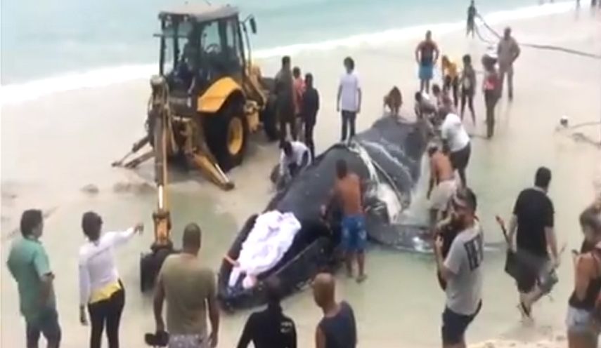 La ballena que encalló en una playa de la costa de Río de Janeiro fue devuelta al mar el domingo y hallada muerta este martes 24 de octubre.