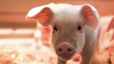 Imagen de un cerdito compartida por el restaurante Latin Café 2000.