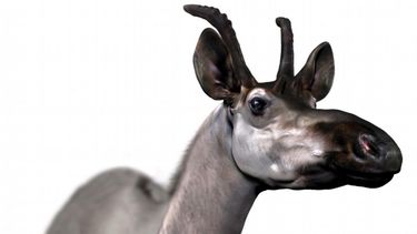 Una especie de jiráfido fue descubierta en España, se trata de un hallazgo clave para rastrear los antepasados de estos animales.&nbsp;