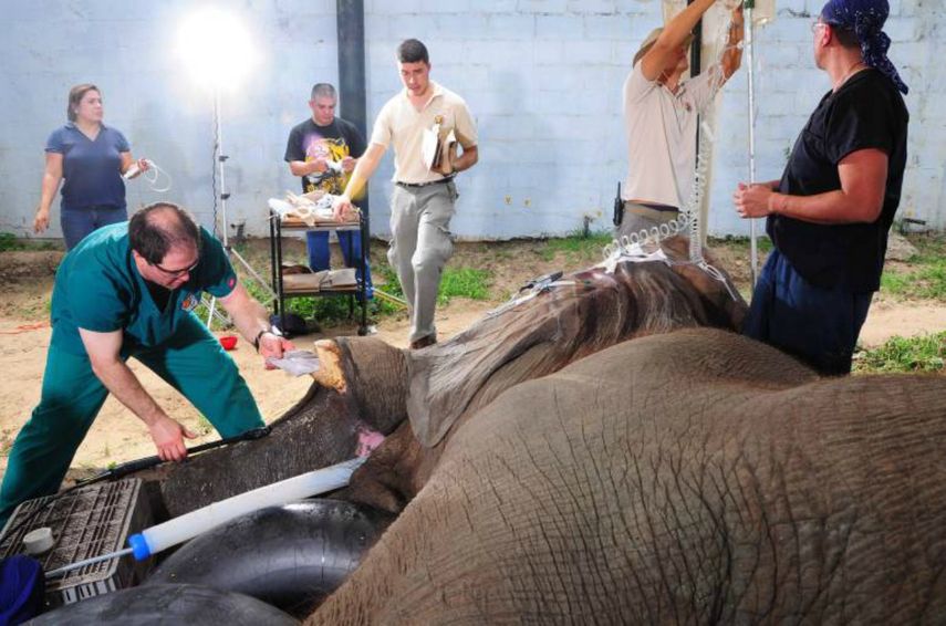 El elefante debió someterse a un tratamiento odontológico.&nbsp;