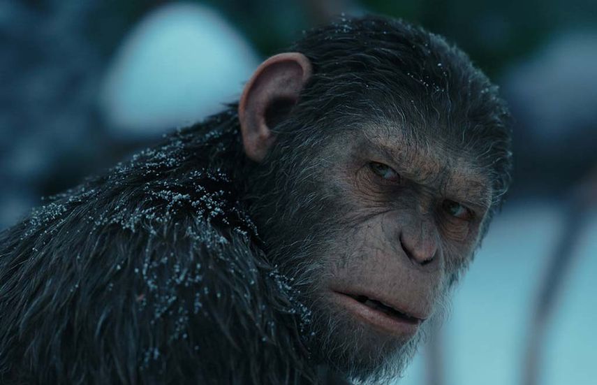 Fox hizo un gran trabajo revitalizando la saga con una trilogía precuela dirigida por Matt Reeves que se alejaba de la historia original para contar cómo los primates se hicieron con la hegemonía mundial.