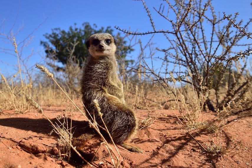 Las suricatas disfrutan del sol del desierto.&nbsp;