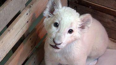 Fotograma extraído de un vídeo cedido por el Gobierno de Tlaxcala, que muestra un cachorro de león&nbsp;blanco&nbsp;nacido en cautiverio en el Zoológico del Altiplano en Tlaxcala (México).&nbsp;