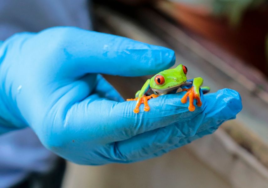 Yesenia Talavera muestra una rana arborícola de ojos rojos (Agalychnis callidryas), en el zoológico de Fauna Exótica de Managua, Nicaragua &nbsp;