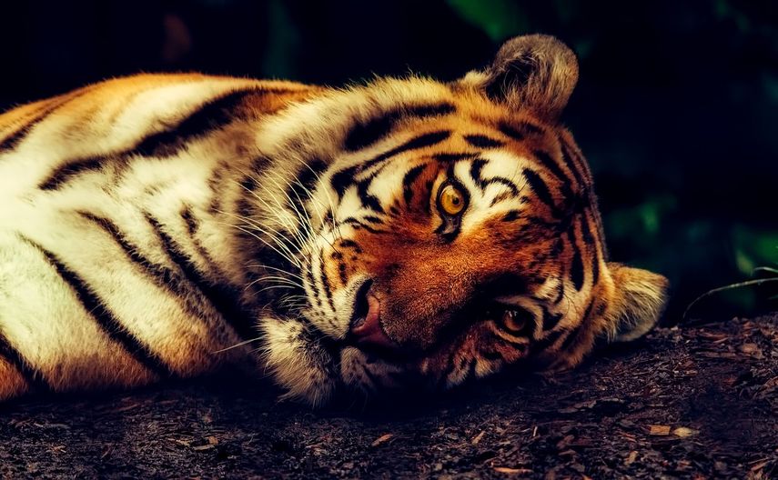 Hotel permite dormir dentro de un recinto de tigres