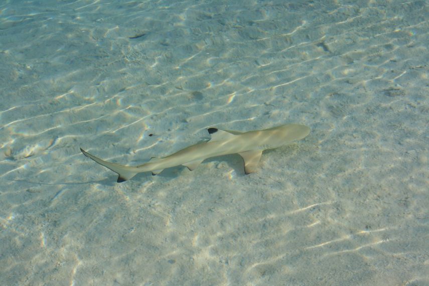 Imagen referencial de un tiburón en las costas de Florida.
