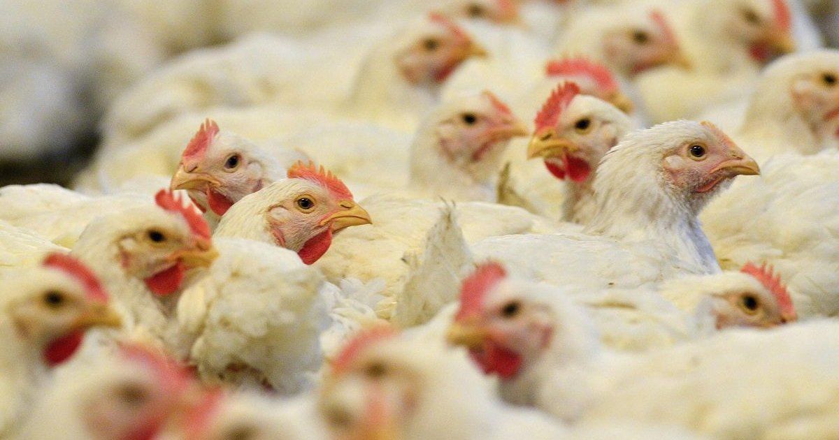 Al menos 21 países o bloques suspendieron las compras de pollo de Brasil por gripe aviar
