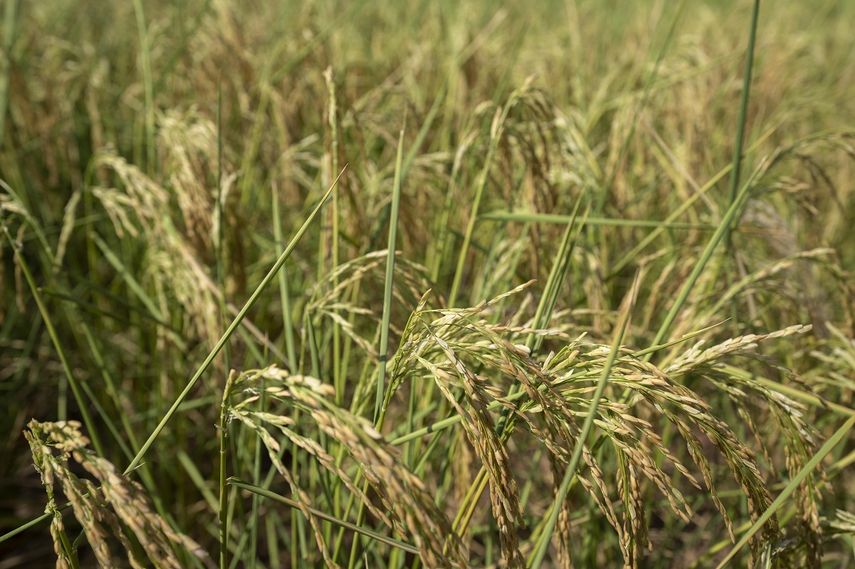Plantas de arroz amarillean mientras sopla el viento en un campo de cultivo en Muer, a las afueras de Chonqing, China, el domingo 21 de agosto de 2022.&nbsp;
