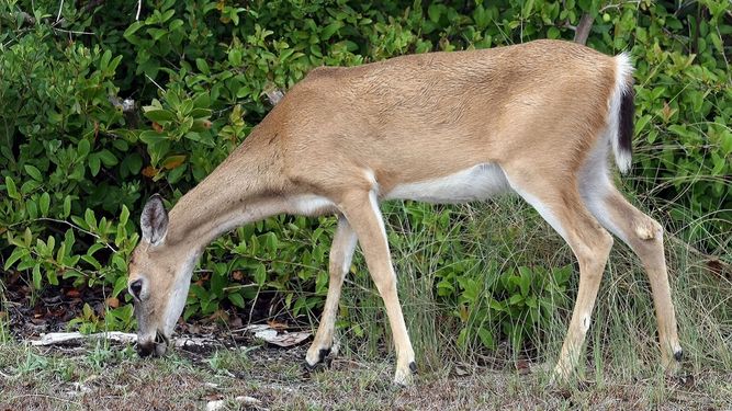 El gusano barrenador, había sido erradicada del país hace más de 30 años, se encuentra activo en el condado de Monroe.
