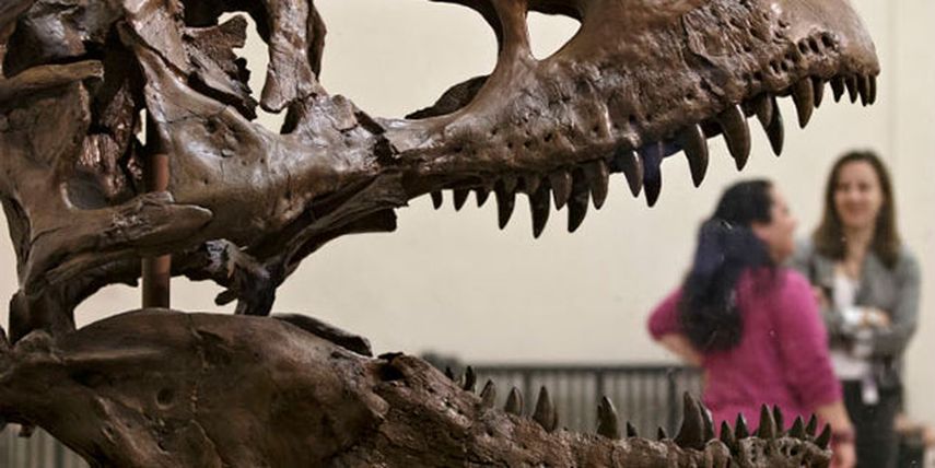 El hallazgo fue realizado por un trabajador rural en el paraje El Sombrero, unos 260 kilómetros al oeste de la ciudad argentina de Trelew. Foto: AP