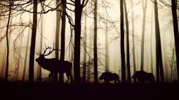 Silueta nocturna de animales en un bosque