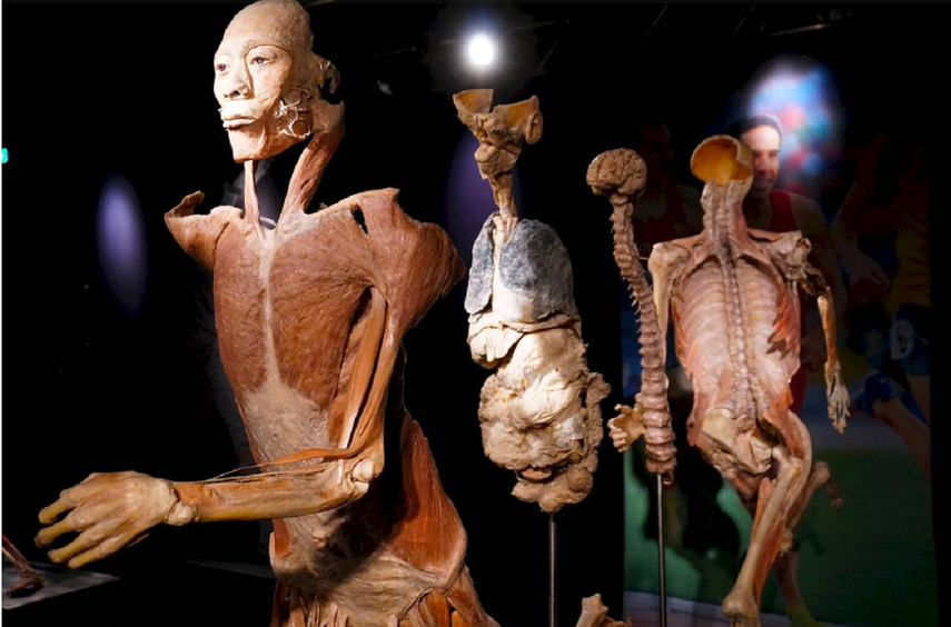 &nbsp;Anatomías presentados de una manera interectivas.&nbsp;&nbsp;